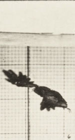 Plate 767 Vulture flying — figure reference